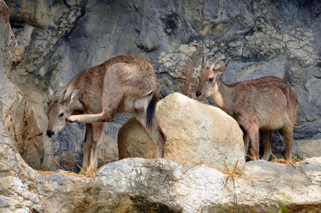 Atrakcje turystyczne — Alpenzoo Innsbruck Tyrol Austria