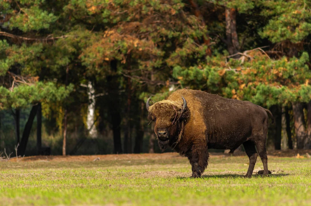 Góry i natura — Białowieża — Królestwo Żubrów Podlasie Polska