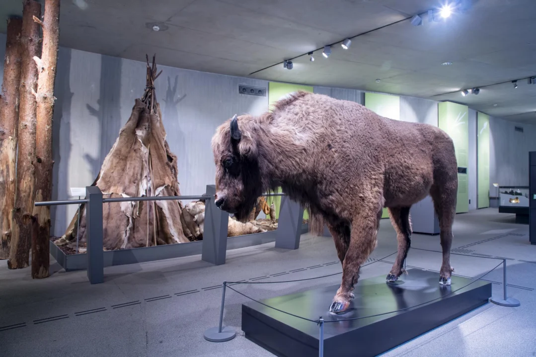 Miasto i architektura — Białowieża — Królestwo Żubrów Podlasie Polska