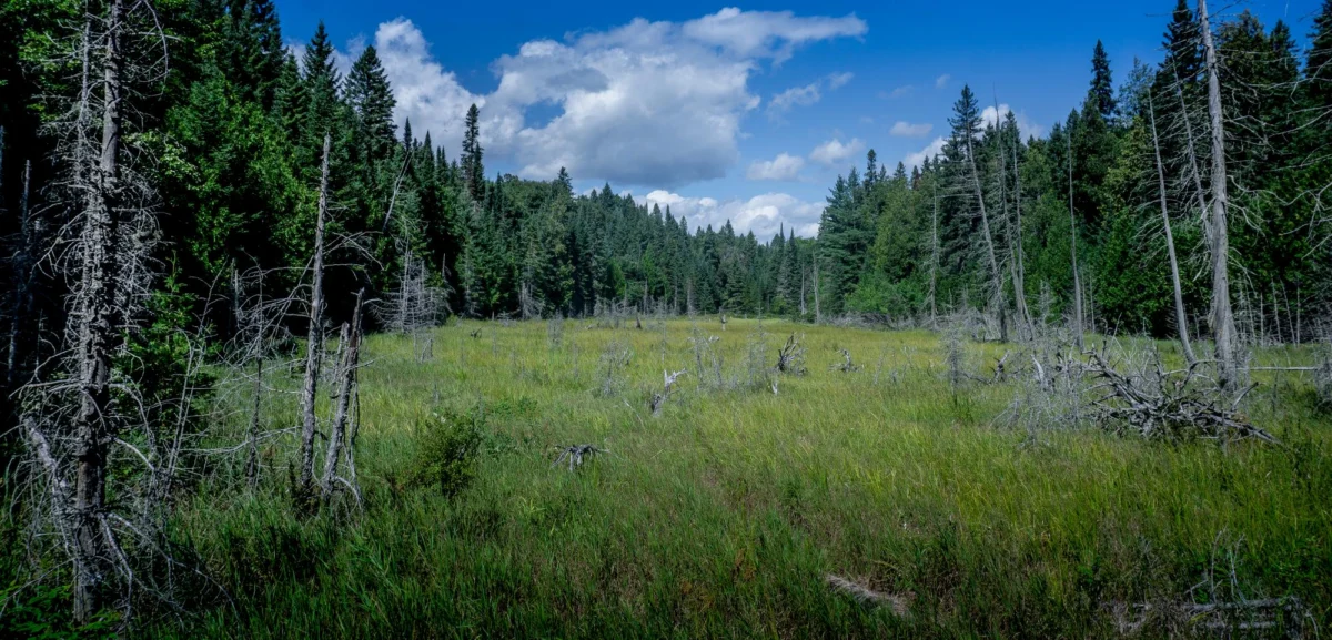 Plaża i wybrzeże — wakacje w Białowieża — Puszcza Białowieska Polska
