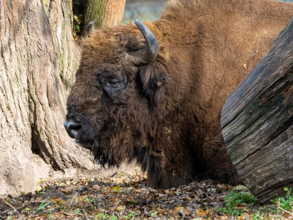 Góry i natura — Białowieża — Puszcza Białowieska Polska