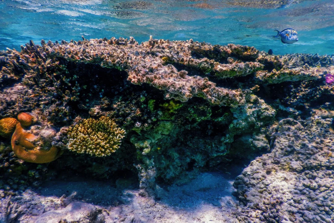 Góry i natura — Cozumel Riviera Maya Hiszpania