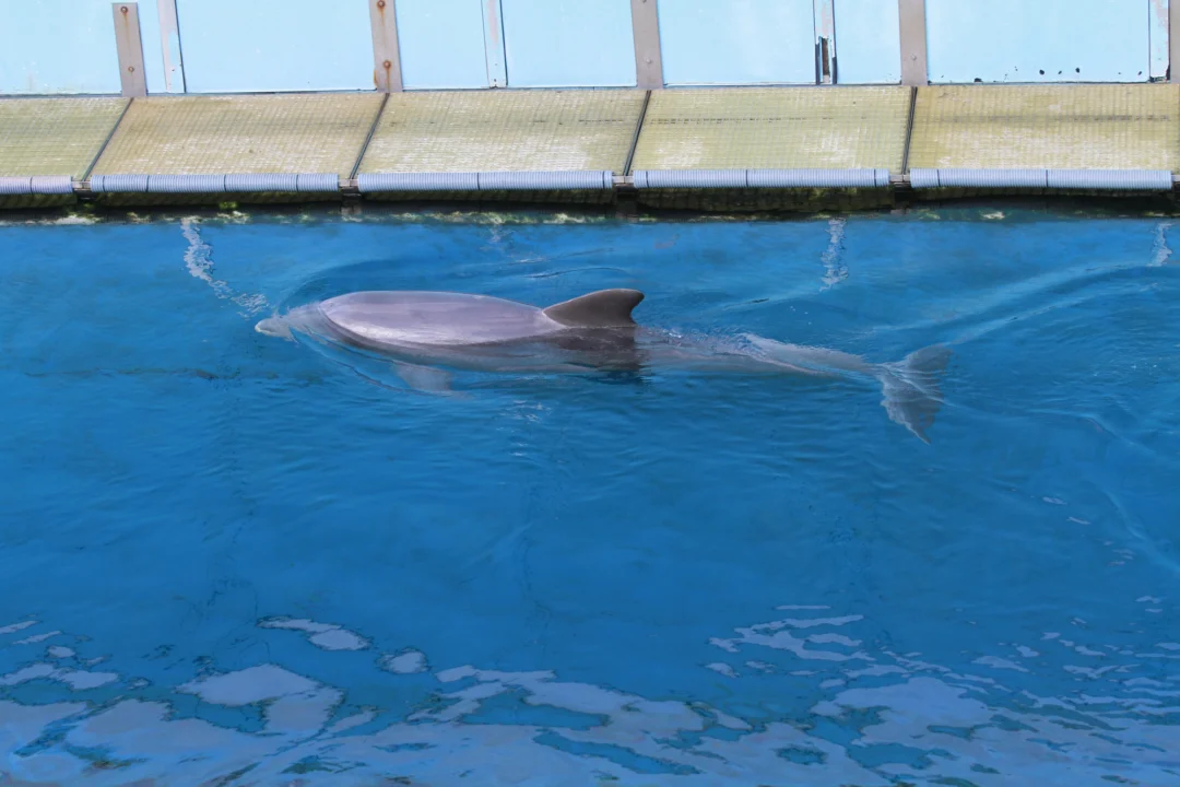 Plaża i wybrzeże — wakacje w Delfinarium w Warnie Złote Piaski Bułgaria