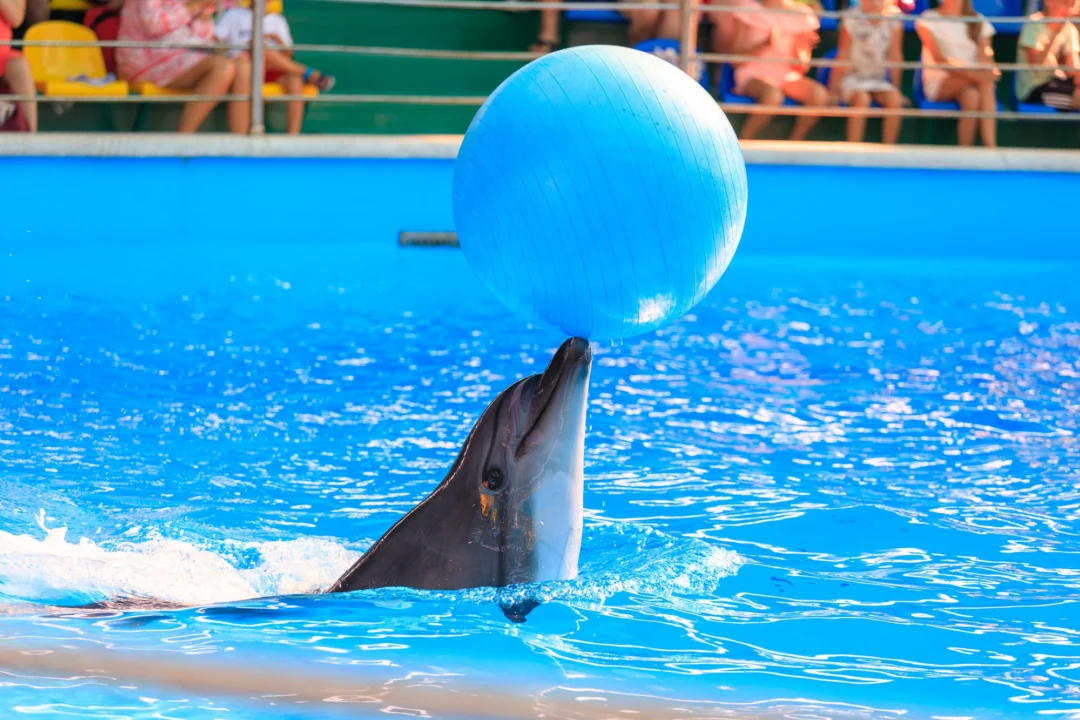 Góry i natura — Delfinarium w Warnie Złote Piaski Bułgaria