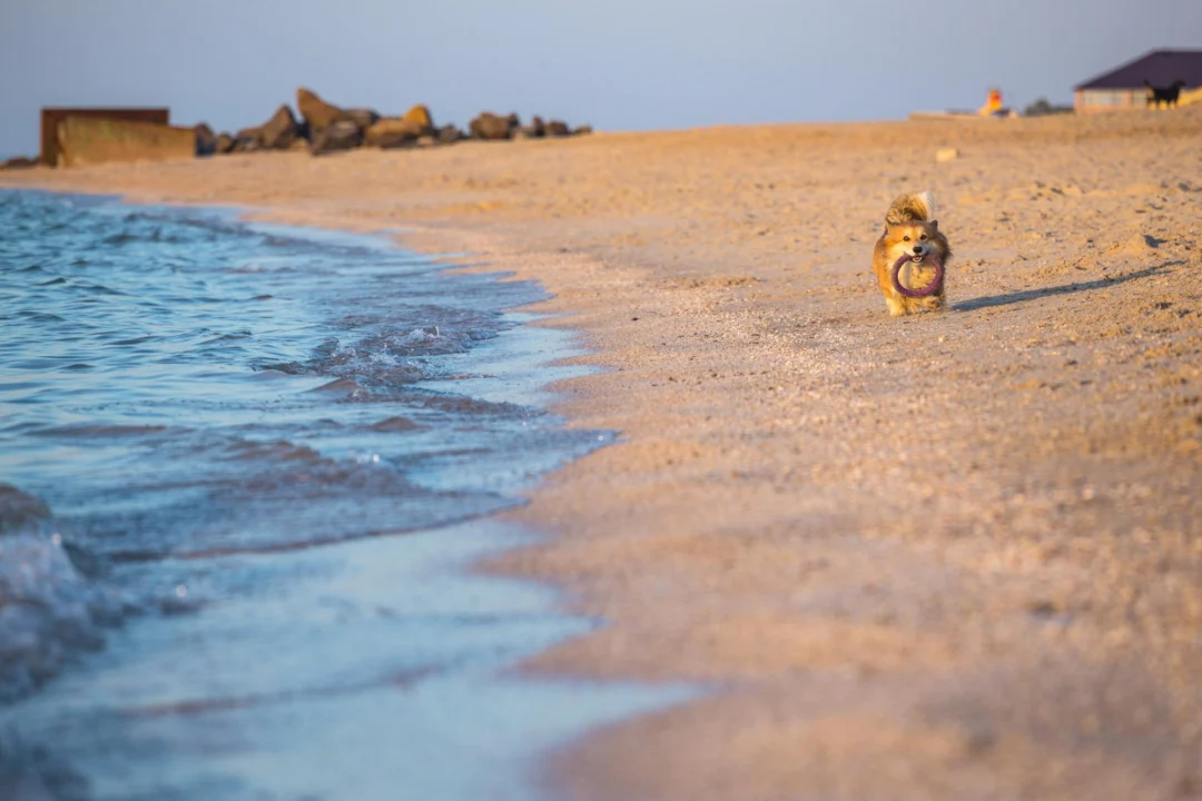 Plaża i wybrzeże — wakacje w Djerba Tunezja