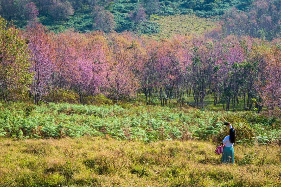 Góry i natura — Dolina Kwiatów Kusadasi Turcja