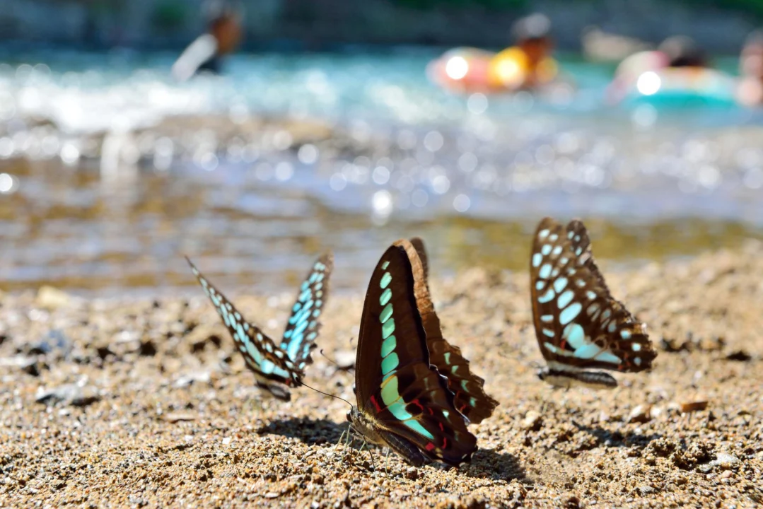 Plaża i wybrzeże — wakacje w Dolina Motyli Naxos Grecja
