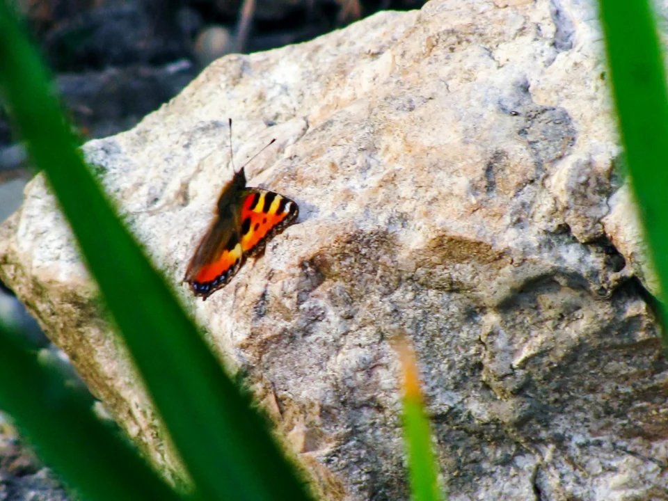 Góry i natura — Doliny Motyli Rodos Grecja