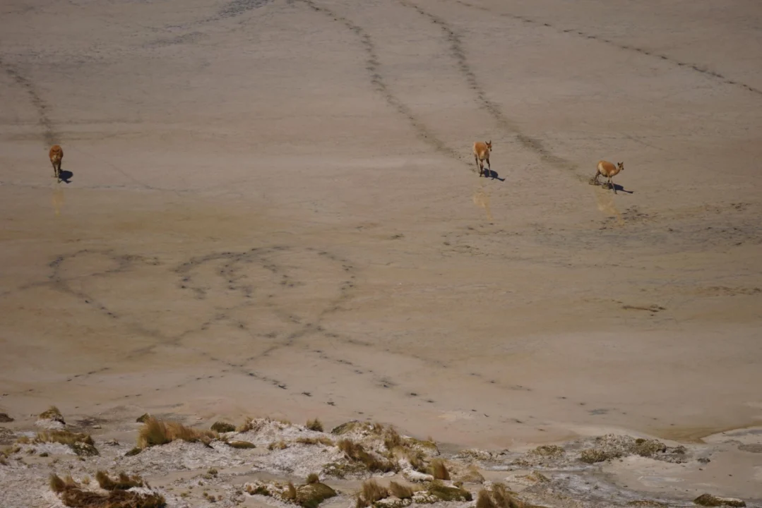 Góry i natura — Dunas de Corralejo Fuerteventura Hiszpania