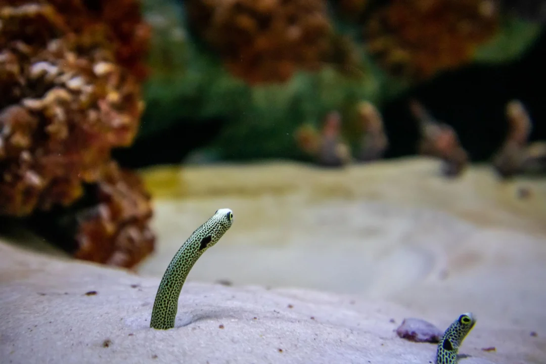 Plaża i wybrzeże — wakacje w Eel Garden Dahab Egipt