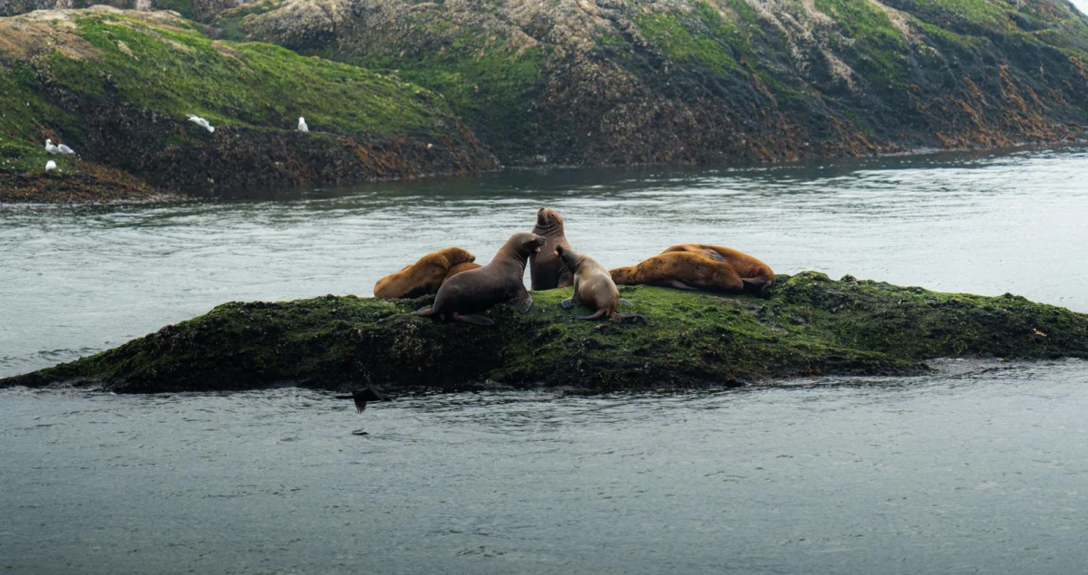 Góry i natura — Fiordy Wschodnie Islandia
