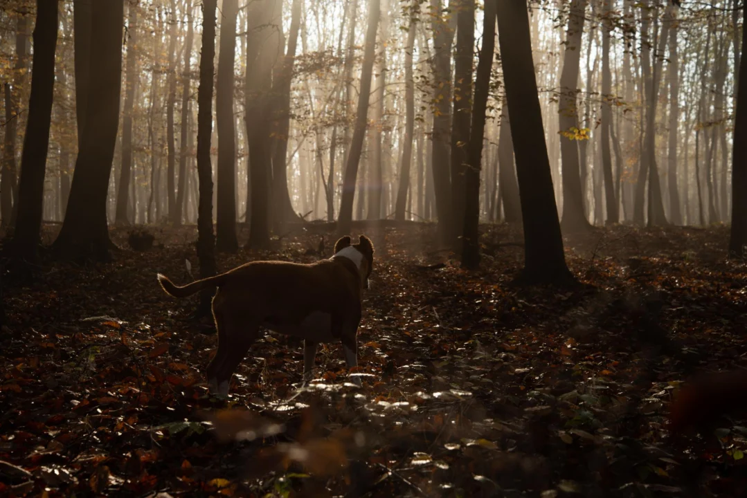 Atrakcje turystyczne — Foresta Umbra Gargano Włochy