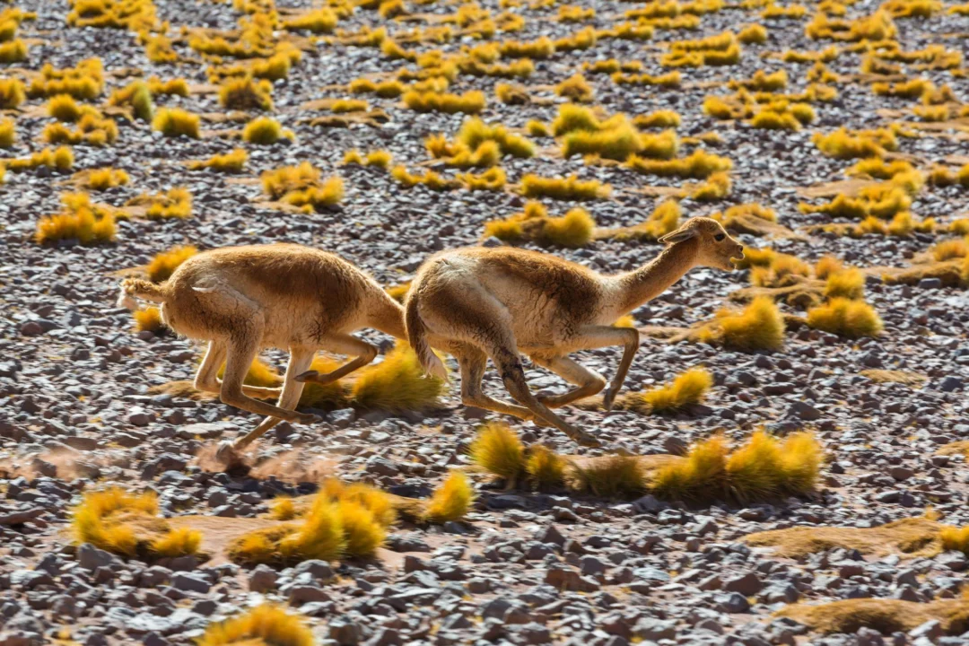 Góry i natura — Fuerteventura Oasis Park Fuerteventura Hiszpania