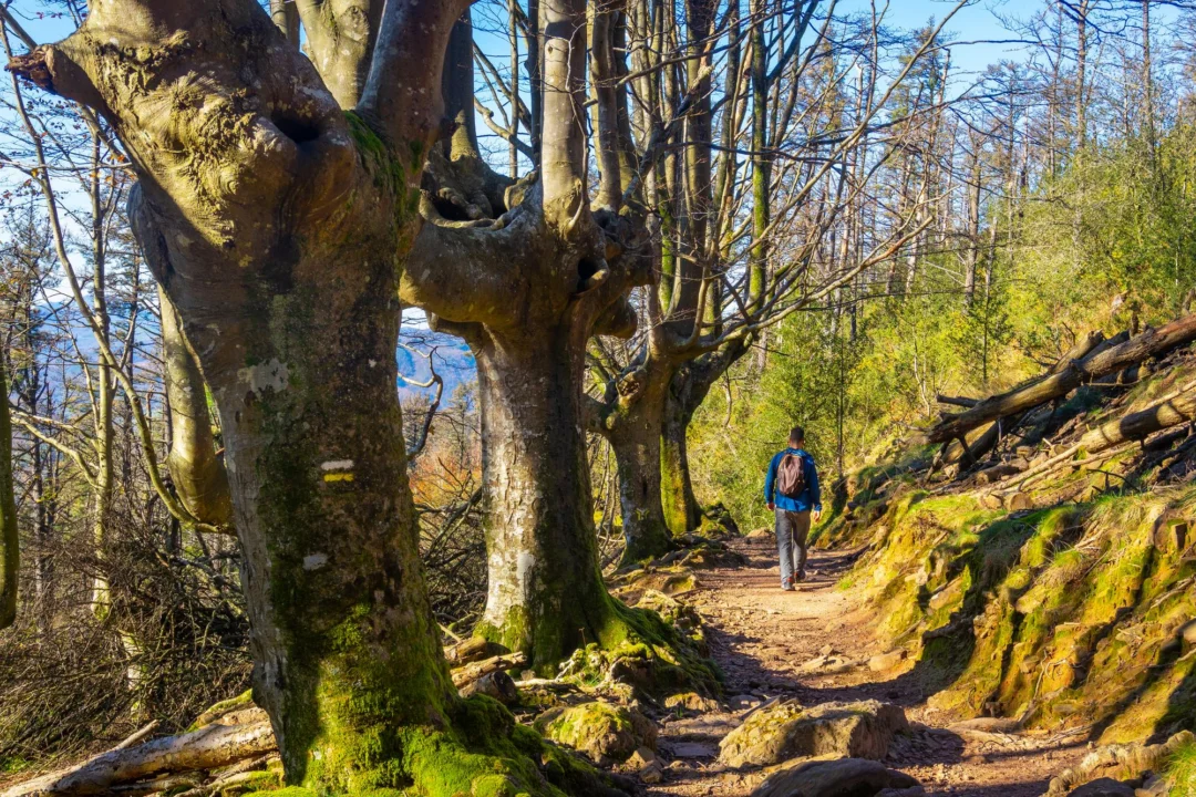 Góry i natura — Gora Chêne Lazurowe Wybrzeże Francja