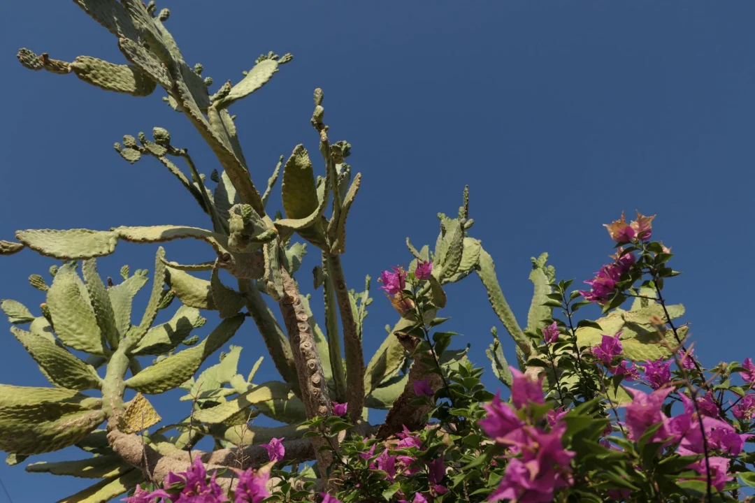 Góry i natura — Jardín Botánico Canario Gran Canaria Hiszpania