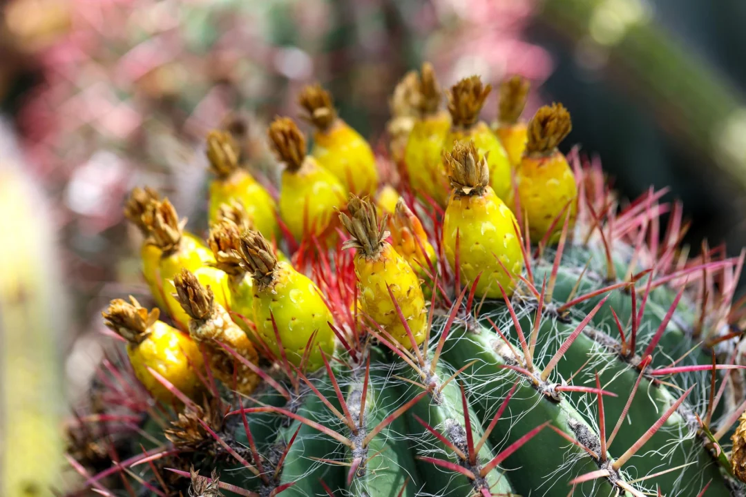 Miasto i architektura — Jardín Botánico Canario Gran Canaria Hiszpania