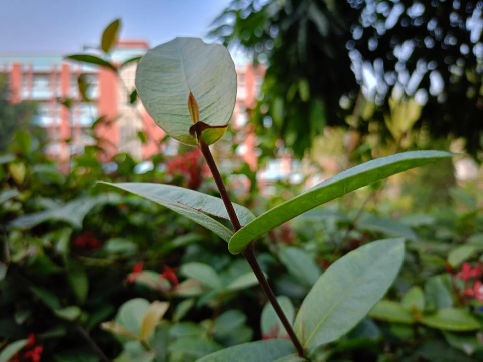 Góry i natura — Jardin d'Essai Hammamet Tunezja