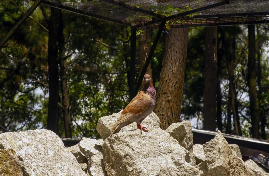 Góry i natura — Jeziorka w Divjakë Albania Centralna Albania