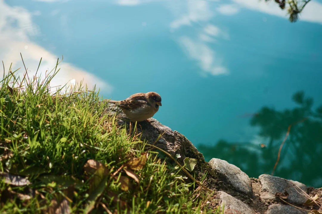 Góry i natura — Kamenjak — naturalny park Istria Chorwacja