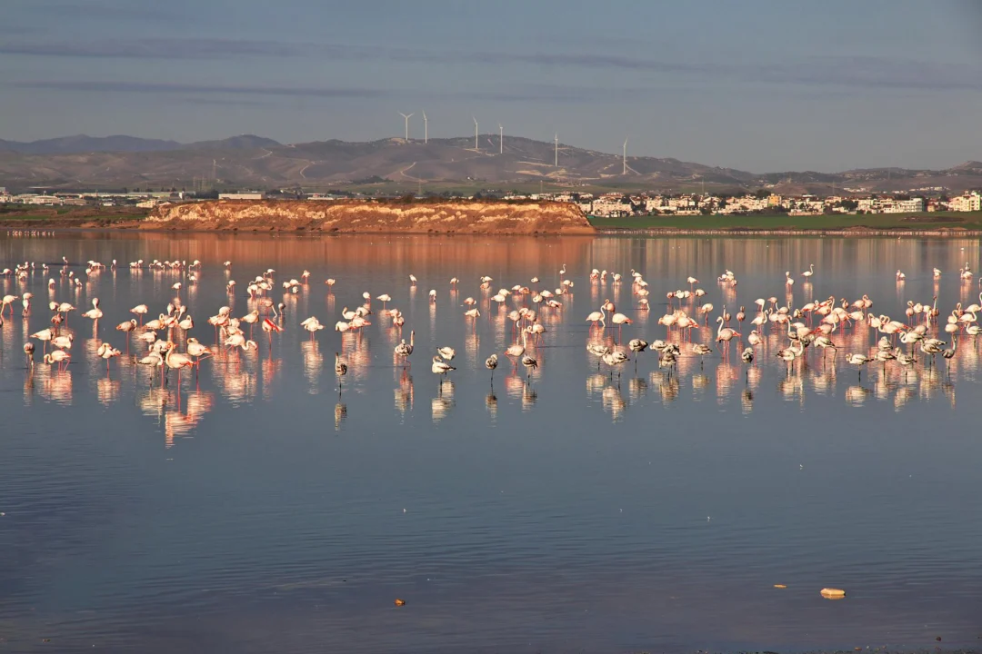 Góry i natura — Larnaka Cypr
