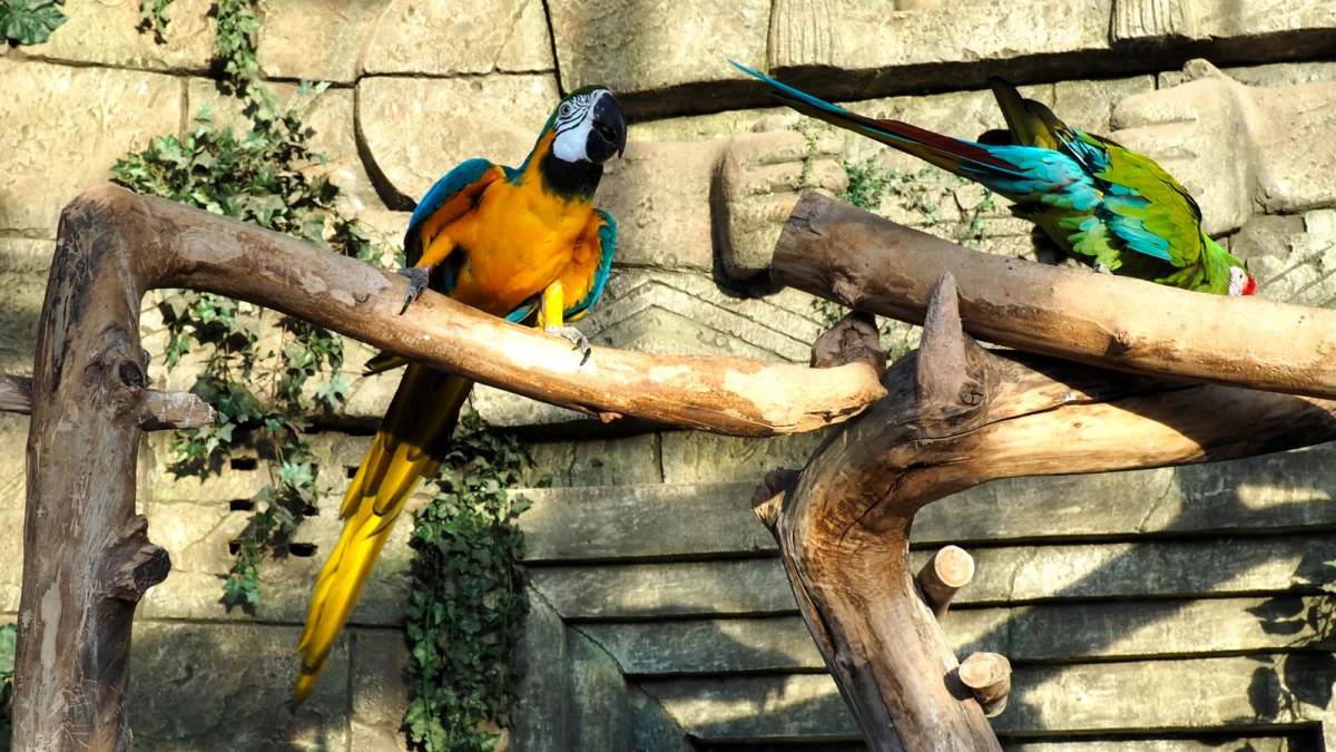 Atrakcje turystyczne — Loro Parque Teneryfa Hiszpania