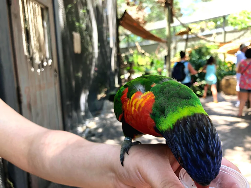 Miasto i architektura — Loro Parque Teneryfa Hiszpania