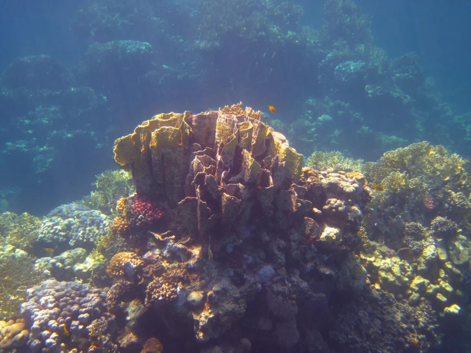Góry i natura — Marsa Alam Egipt