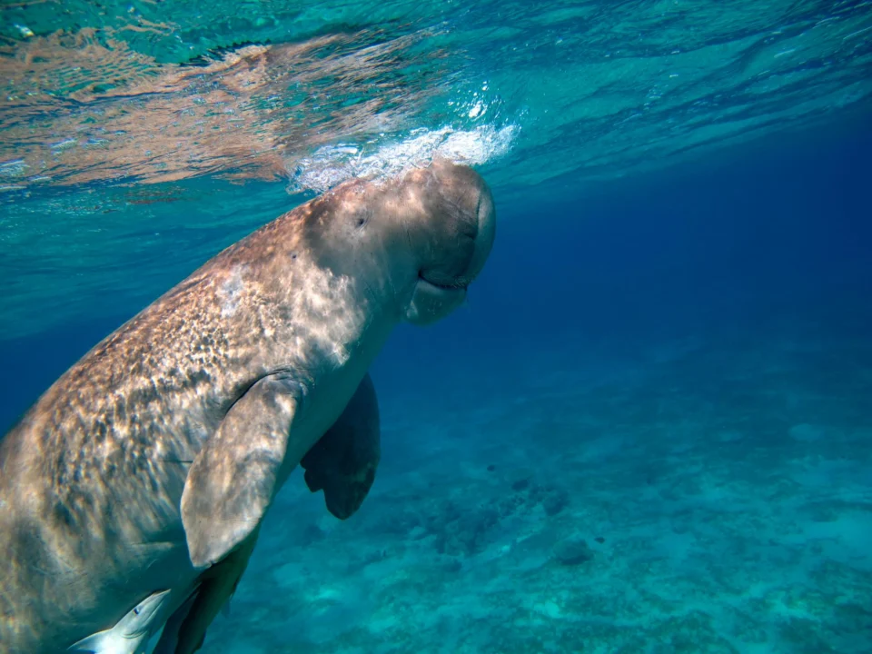 Góry i natura — Marsa Mubarak Marsa Alam Egipt