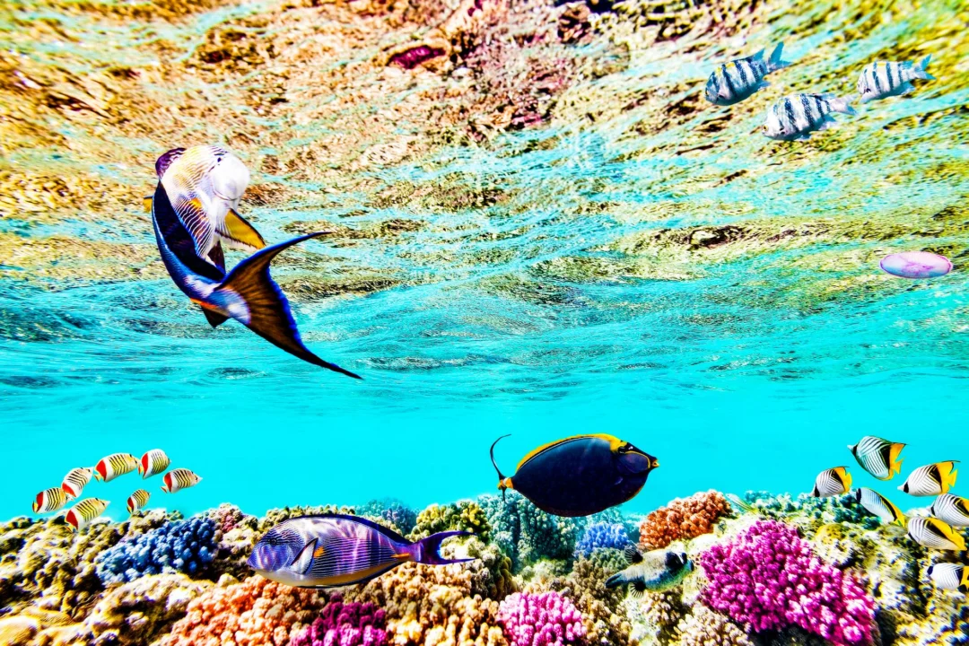 Góry i natura — Miejsca do nurkowania Djerba Tunezja