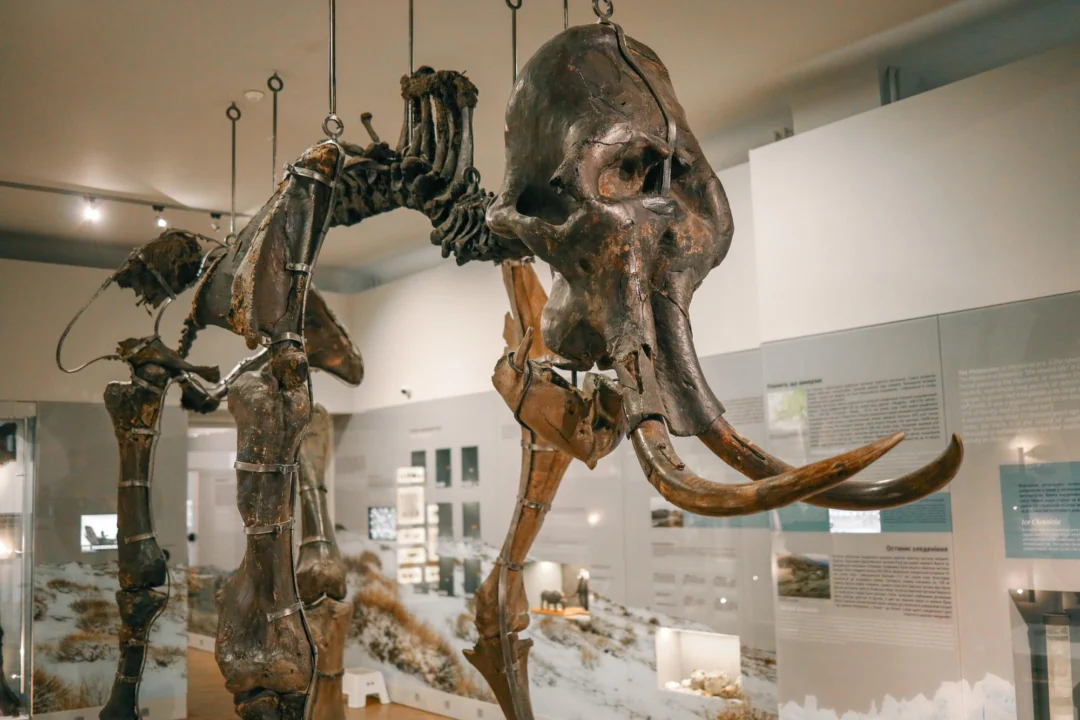 Góry i natura — Muzeum Historii Naturalnej w Dreźnie Saksonia Austria