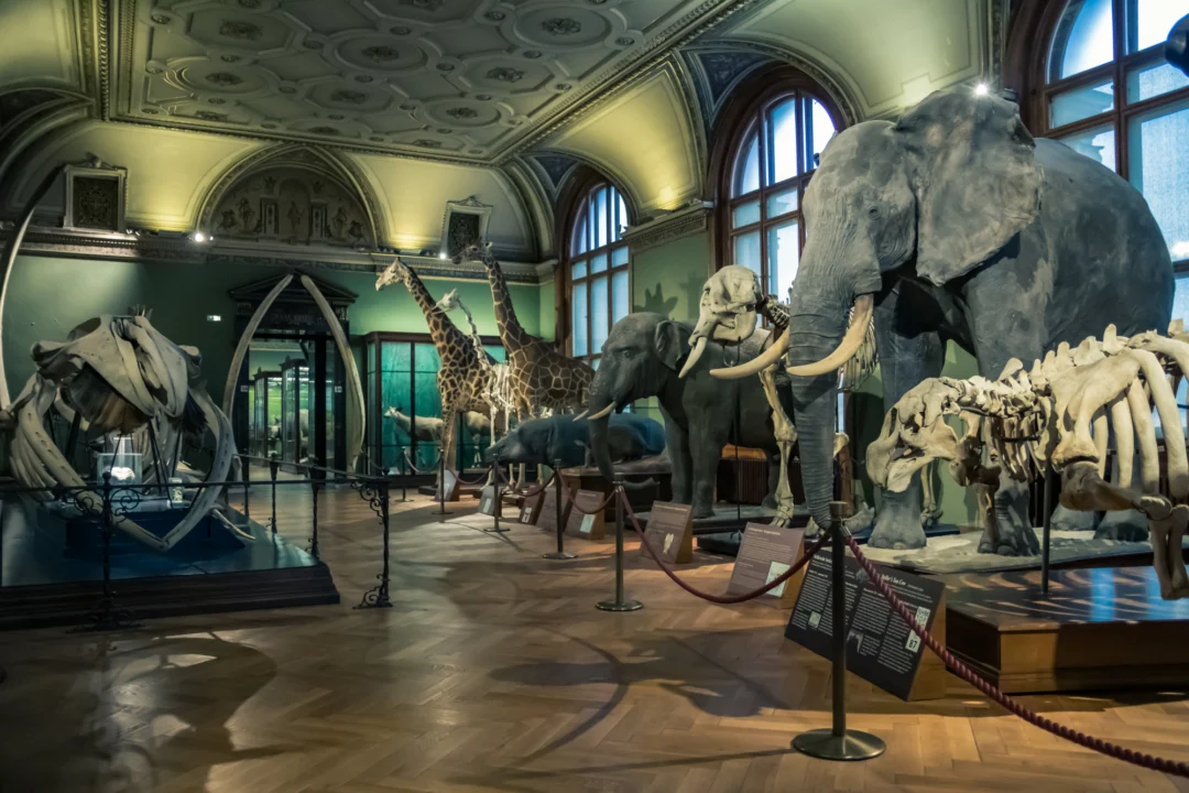 Atrakcje turystyczne — Muzeum Historii Naturalnej w Dreźnie Saksonia Austria