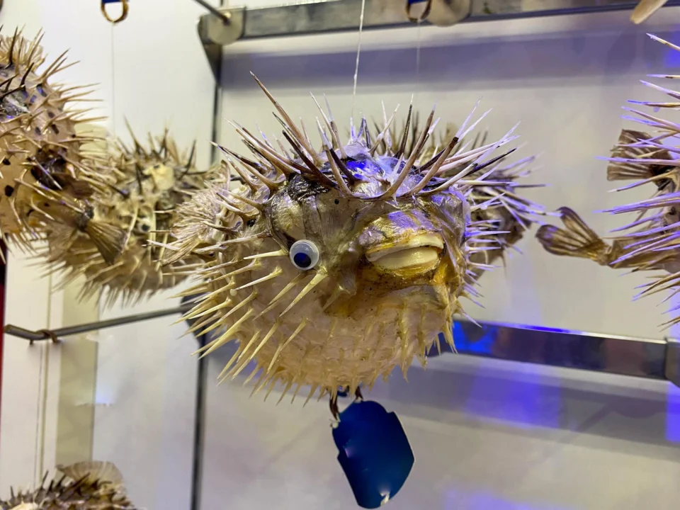 Góry i natura — Muzeum Morskie w Krku Wyspa Krk Chorwacja