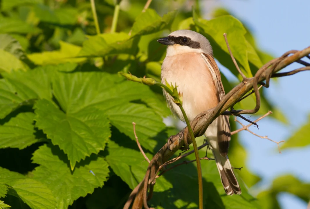 Góry i natura — Muzeum Przyrodnicze w Uściu Gorlickim Beskid Niski Polska