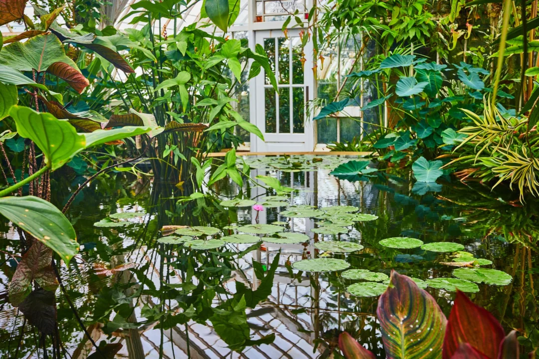 Góry i natura — Ogród Botaniczny Kopenhaga Dania
