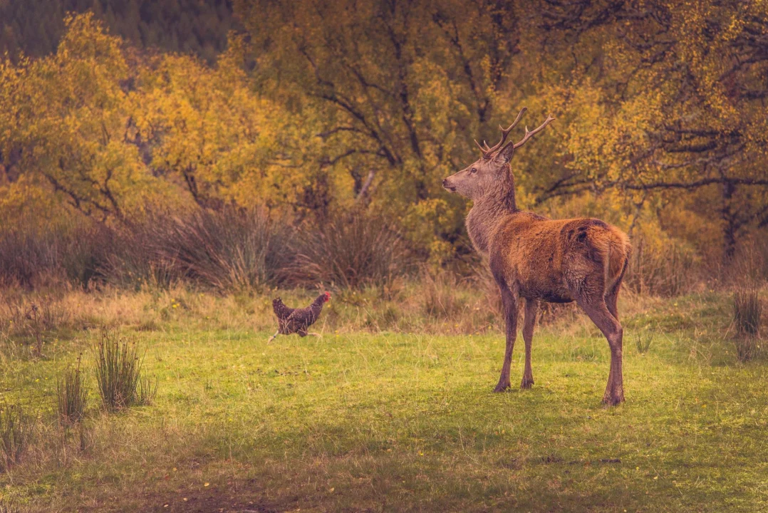 Atrakcje turystyczne — Ogród Botaniczny w Sandomierzu Kotlina Sandomierska Polska