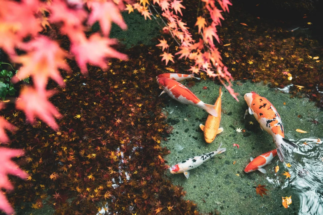 Góry i natura — Ogród Japoński Wrocław Polska