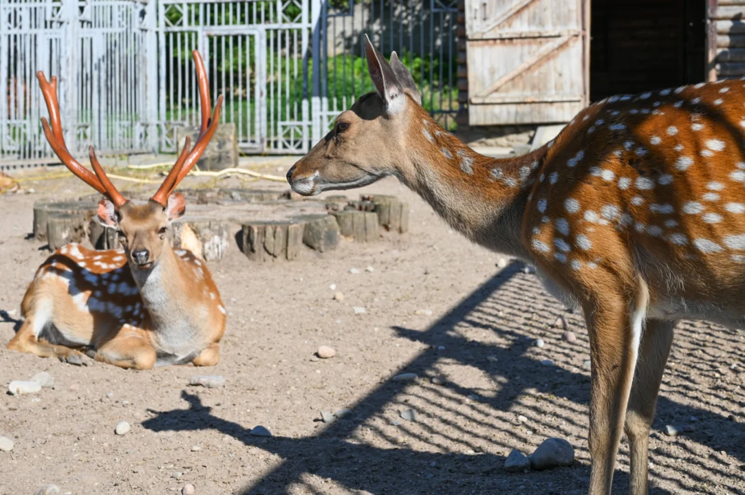 Góry i natura — Pafos Zoo Pafos Cypr