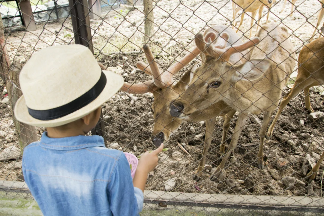 Atrakcje turystyczne — Pafos Zoo Pafos Cypr