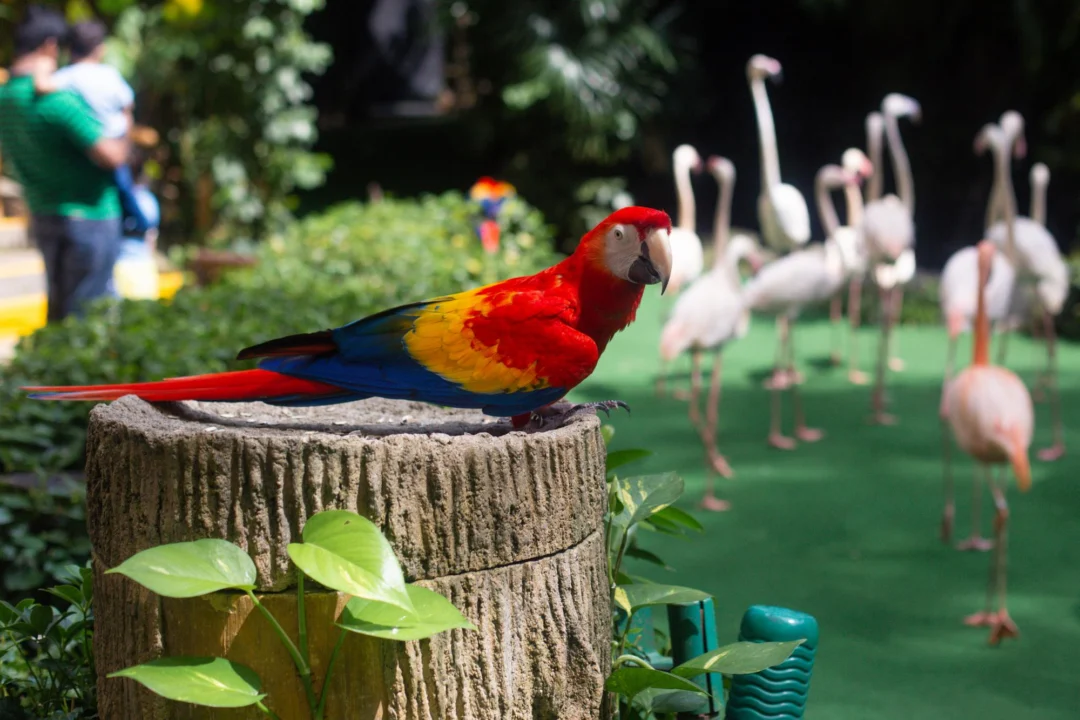 Miasto i architektura — Pafos Zoo Pafos Cypr