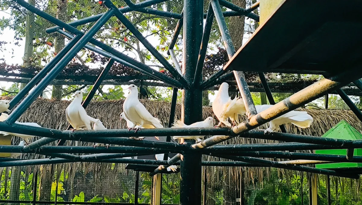 Kurort i widoki — Pafos Zoo Pafos Cypr