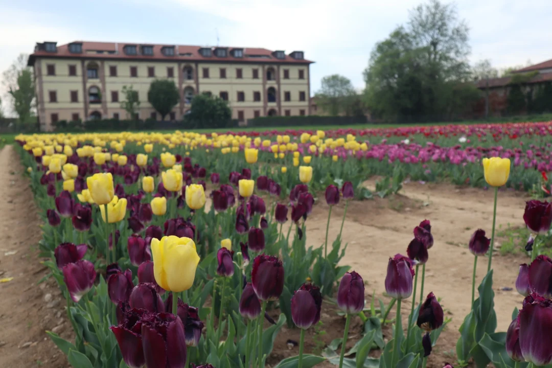 Góry i natura — Parco Giardino Sigurtà Jezioro Garda Włochy