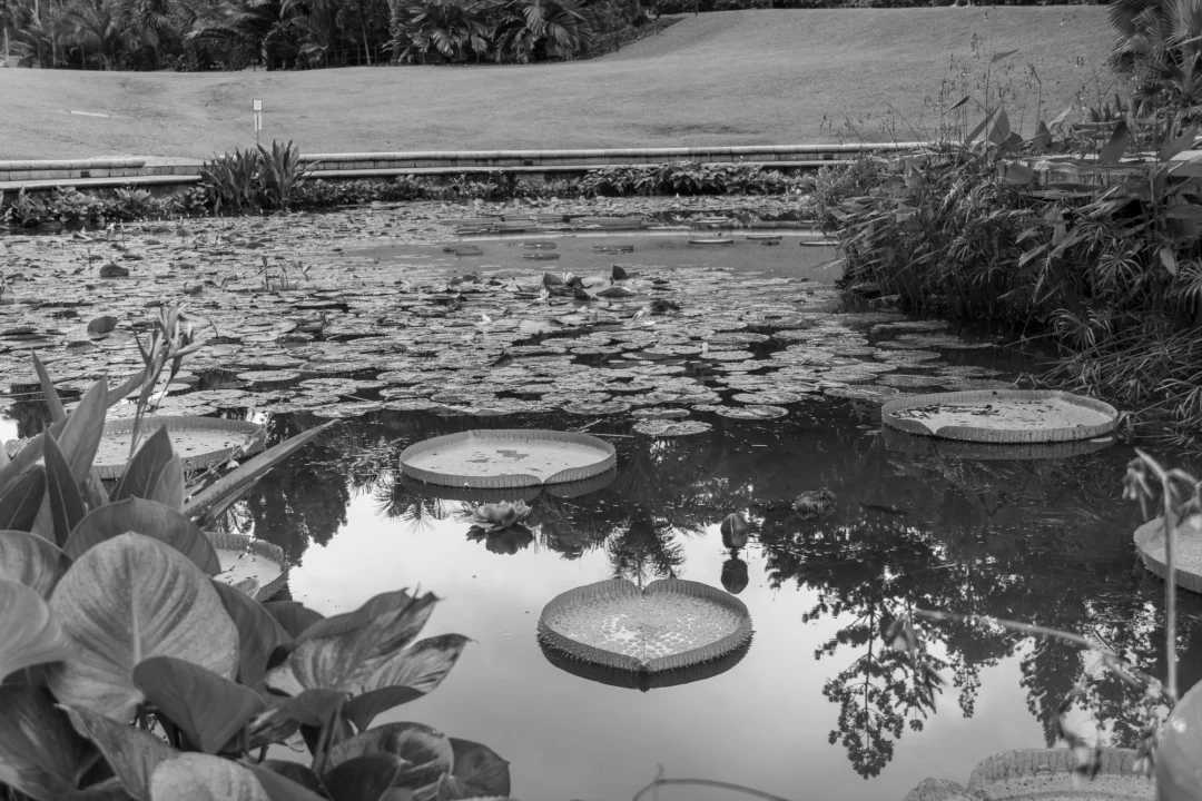 Atrakcje turystyczne — Parco Giardino Sigurtà Jezioro Garda Włochy