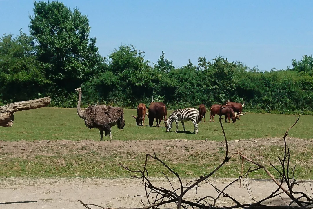 Atrakcje turystyczne — Park Gorica Podgorica Czarnogóra