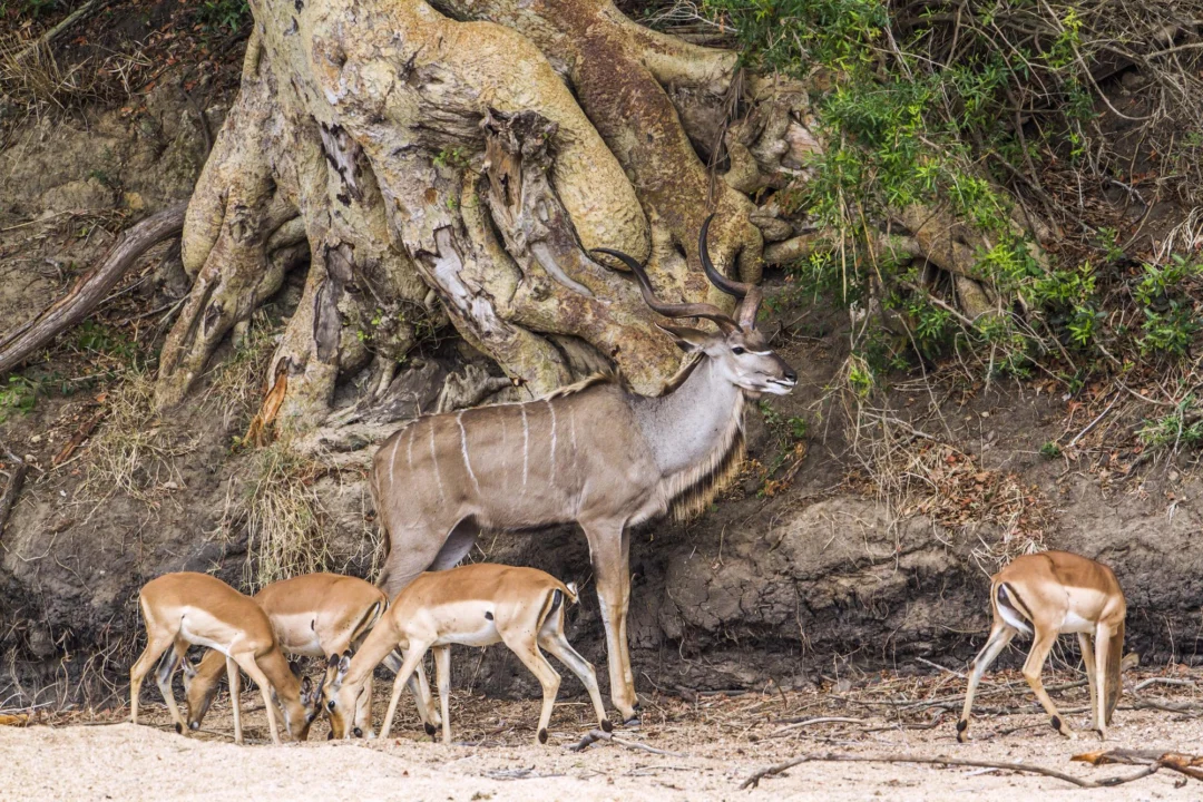 Góry i natura — Park Narodowy Asinara Sardynia Włochy