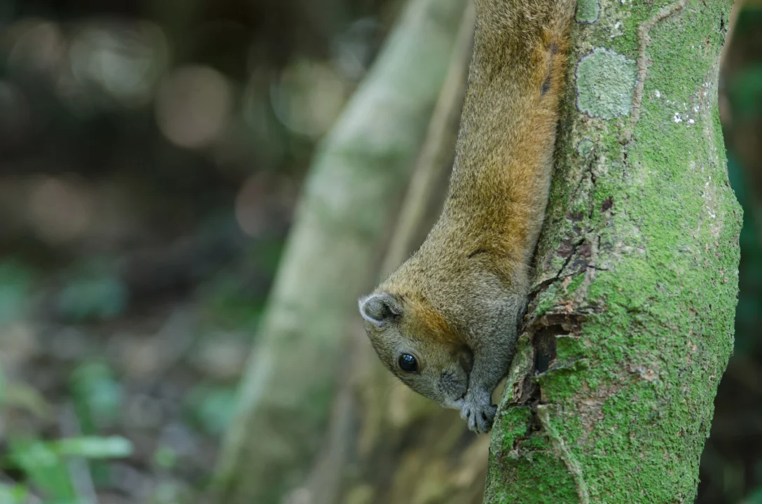 Atrakcje turystyczne — Park Narodowy Garajonay La Gomera Hiszpania