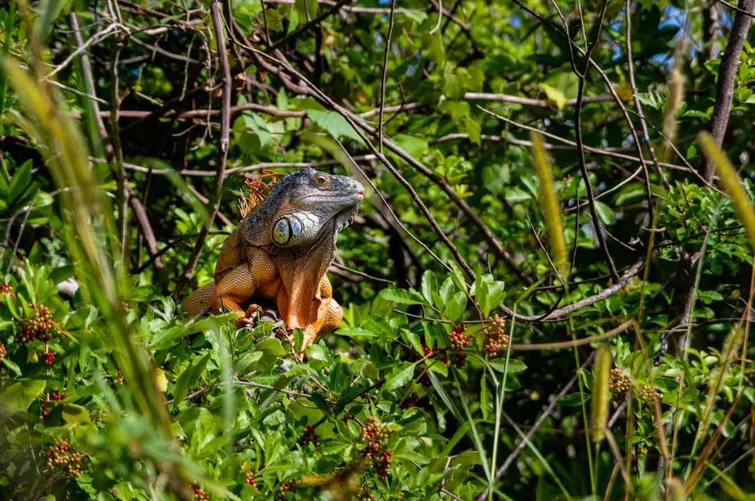 Atrakcje turystyczne — Park Narodowy Panama Północna Panama Północna Hiszpania