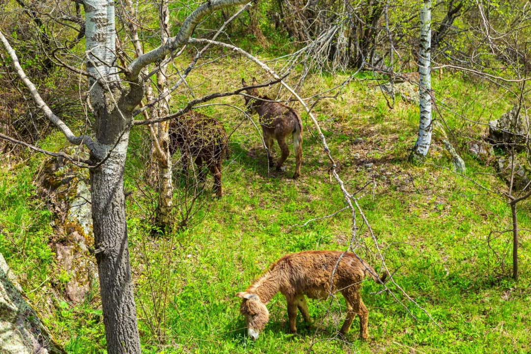 Atrakcje turystyczne — Park Narodowy Risnjak Kvarner Chorwacja
