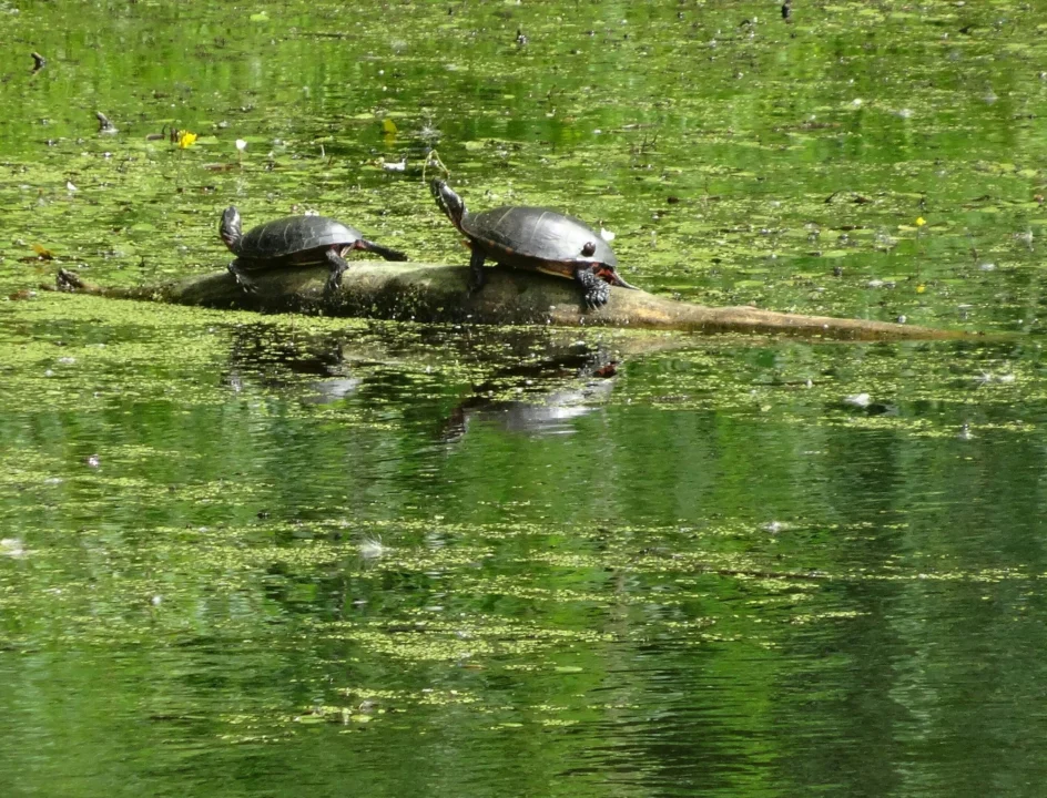 Góry i natura — Park Narodowy Słowiańskie Jeziora Chorwacja Środkowa Chorwacja