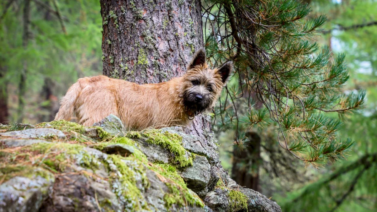 Kurort i widoki — Park Narodowy Šumava Czechy