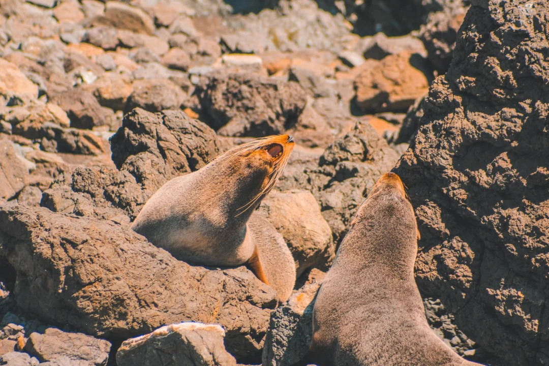 Atrakcje turystyczne — Park Narodowy Timanfaya Lanzarote Hiszpania